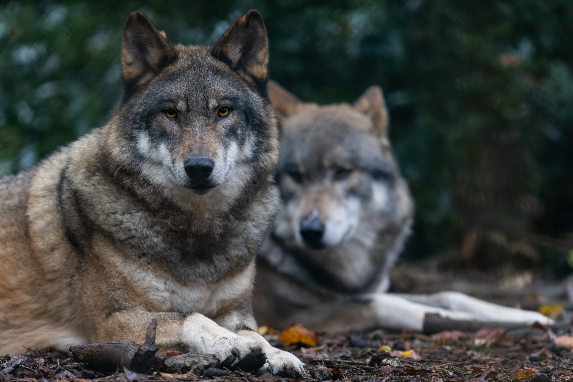 Grey Wolves