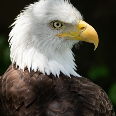 Bald Eagle Plummage