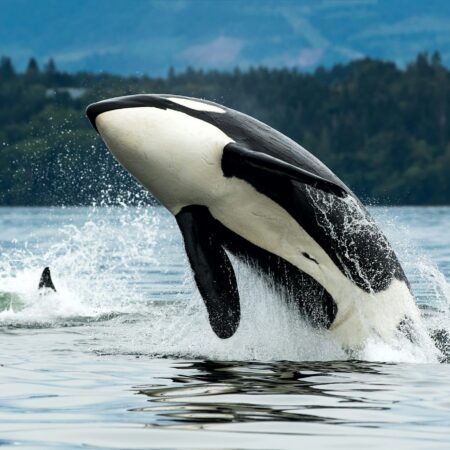 Bigg's orca whale jumping out of the sea in Vancouver Island, Canada