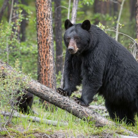 black bear on Vancouver Island
