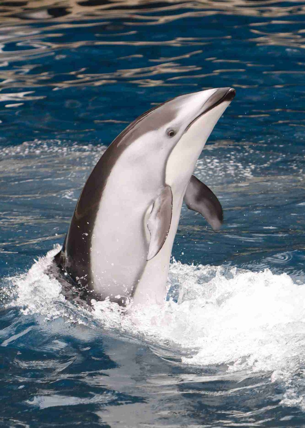 Pacific White Sided Dolphins Wet Coast Wild